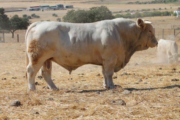 GANADO DE RAZA CHAROLESA